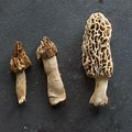 Mushroom Compared Bl… 