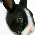 Black and White Bunny Desktop Wallpaper