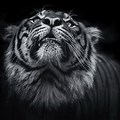Black and White Laptop Backgrounds Animals