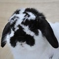 Broken Black and White Holland Lop