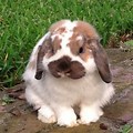 Brown and White Holland Lop