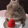 Bunny Eating Strawberries GIF