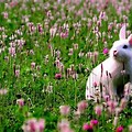 Bunny and Flowers Background HD
