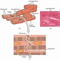 Muscle Cell Structure