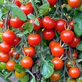 Tomatoes Plants
