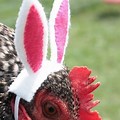 Chicken Dressed as Easter Bunny