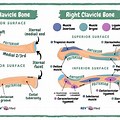 Clavicle Bone Markings