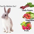 Clover Leaf Rabbit Food