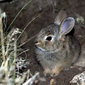 Cottontail Rabbit Animal Baby