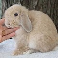 Cream and White Holland Lop Baby