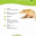 Crested Gecko Care Sheet
