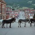 Colorado Donkeys