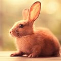 Cute Animal Wallpaper Rabbit