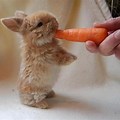 Cute Baby Bunny Eating