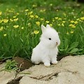 Cute Bunny Babies Small White