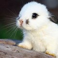 Cute Bunny Wallpaper for Laptop White