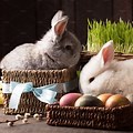Cute Easter Bunny Eggs