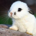 Cute Fluffy Bunny Knight Pictures