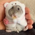 Cute Hamsters Baby White
