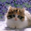 Cute Little Fluffy Kittens