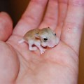 Cute Pet Baby Hamsters