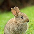 Cute Wild Rabbit