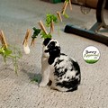 DIY Logic Toys for Rabbits