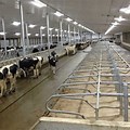 Dairy Barn LED Lighting