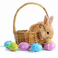 Easter Bunny with Empty Basket