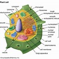 Vegetal Cell