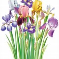 Flower Iris Clip Art Transparent Background
