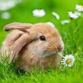 Flowers and Bunny Spring Wallpaper Computer