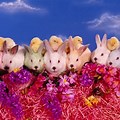 Free Desktop Wallpaper Easter Baby Animals