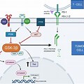 Cancer Pathway