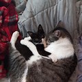 Grey and Black Cat Snuggling