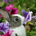 High Resolution Spring Flowers Bunnies