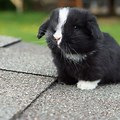 Holland Lop Bunnies Black and White Ears