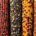 Indian Corn