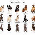 Large Size Dog Breeds