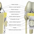 Mucosum Knee