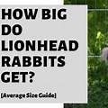 Lionhead Rabbit Size Chart
