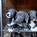 Bedlington Puppies