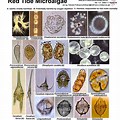 Marine Phytoplankton