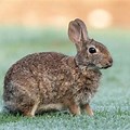Marsh Rabbit Game Background