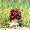 Mushroom That Looks Like Morrel