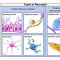 Central Nervous Syst… 