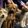 Westminster Dog Show