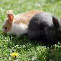 Picture of Baby Bunny in Green Grass