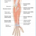 Forearm Muscle Anat… 