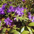 Purple Ground Cover Flowers Northern Virginia